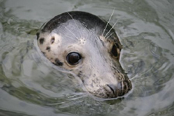 Female Grey Seal by Jim Garland 